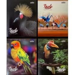 Тетрадь в линейку 48лист. BIRDS