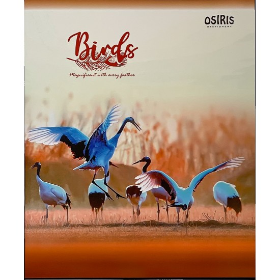 Klade līniju 48lp. BIRDS