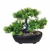 Dekoratīvs koks - BONSAI