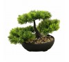 Декоративное растение бонсай